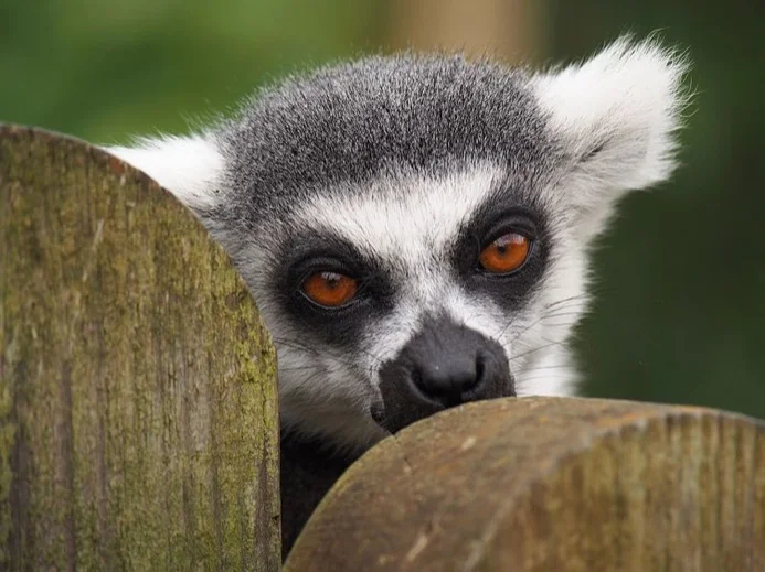 A ring-tailed lemur in Madagascar