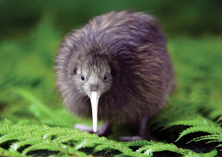 Kiwi in New Zealand