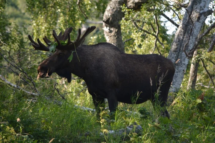 A moose spotting in Alaska