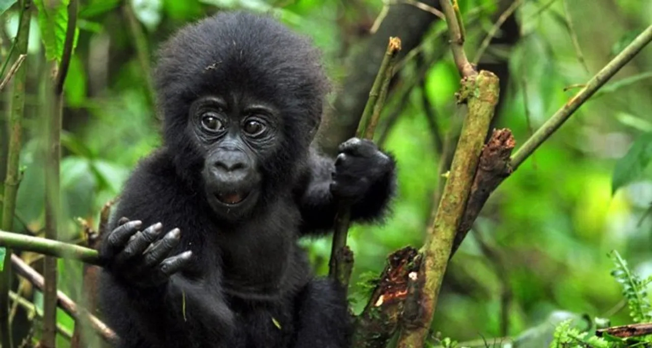 Baby gorilla in Rwanda's Volcanoes National Park