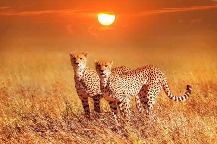 Cheetas in Serengheti National Park