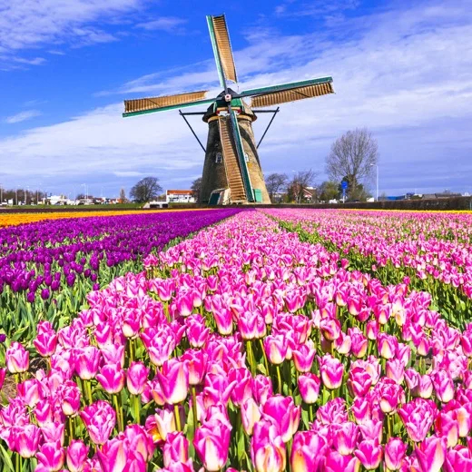 Tulip field in the Netherlands
