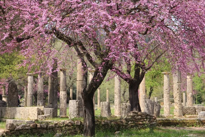 Olympia in springtime bloom
