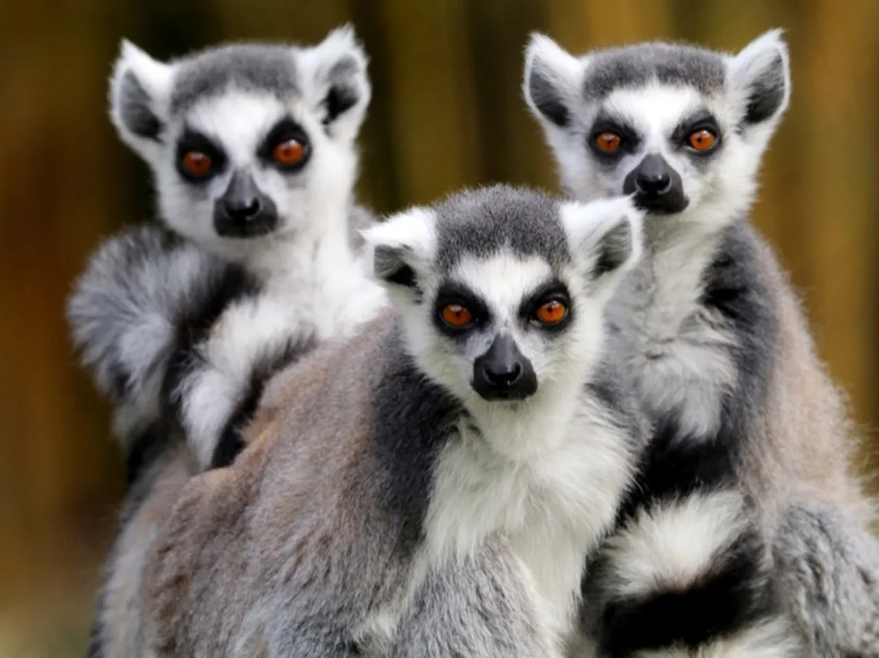 RIng-Tailed Lemurs