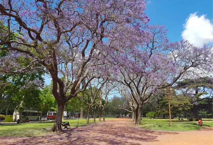 Jacaranda trees in bloom in Palermo