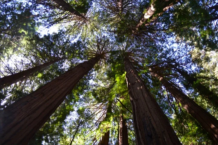 The jam-packed tour included a peaceful hike through Muir Woods