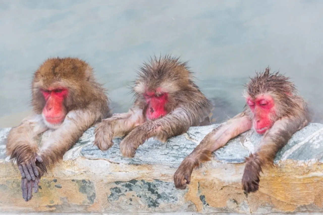 Japanese Snow Monkeys chill in the natural hot springs near Nagano
