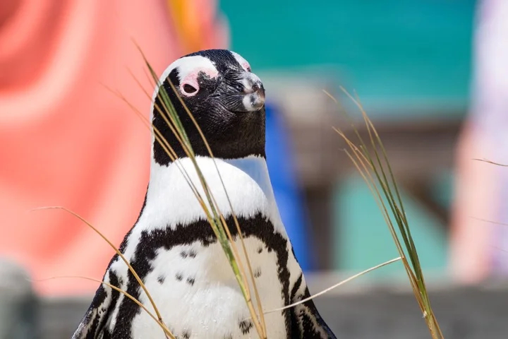 A penguin mugs for the camera in Cape Town