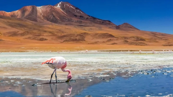 Flamingo posing in Chile's Salt Flats