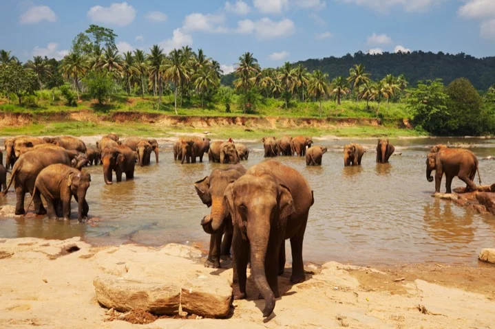 Asian elephants in Sri Lanka