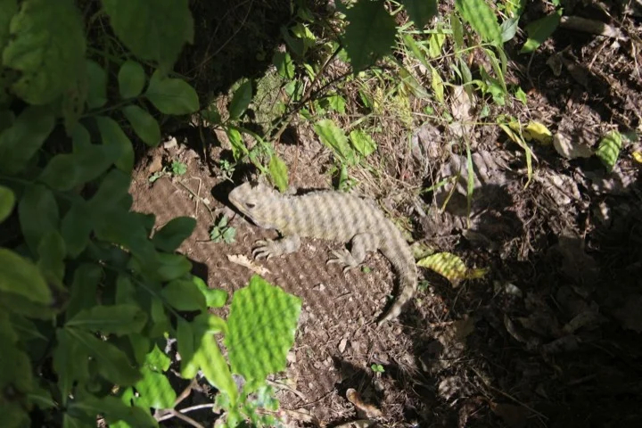 Tuatara
