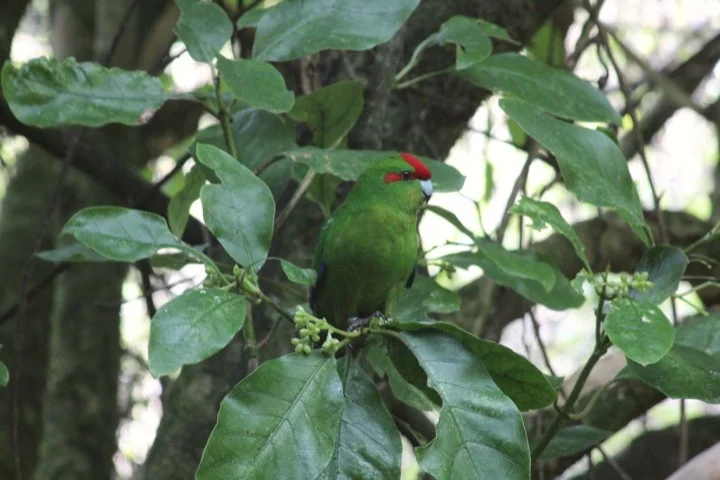 Kakariki