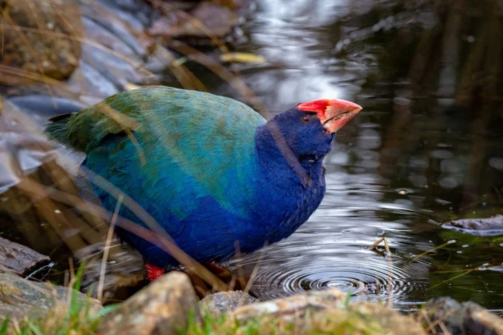 Flightless takahe bird in Zealandia