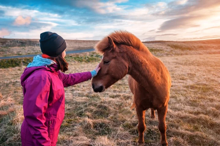 Young woman pets a horse