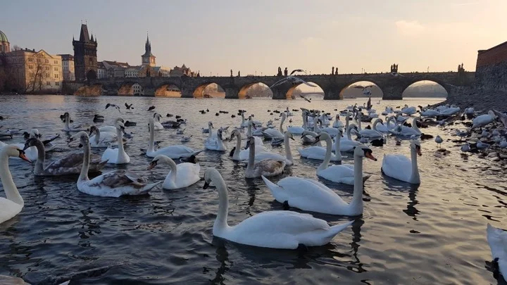 Swans on the Vltava River