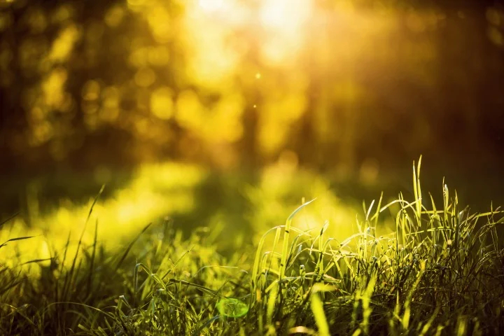 Natural light in a field of grass