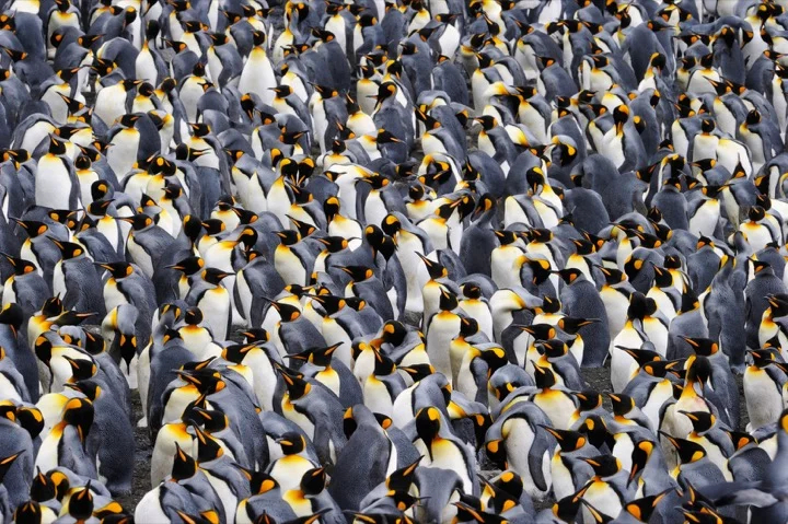 Penguins