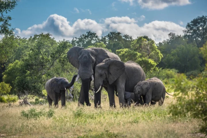 Elephant family in Kruger National Park, South Africa