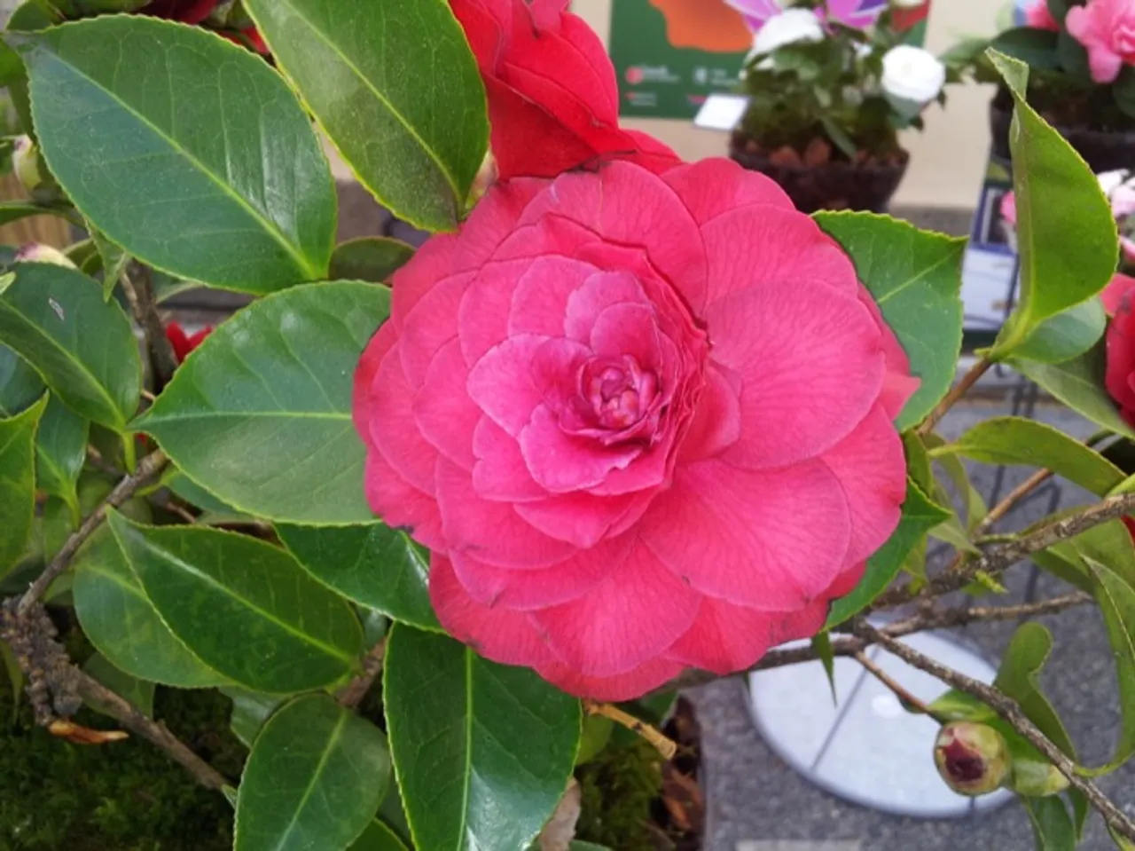 A camellia blooms
