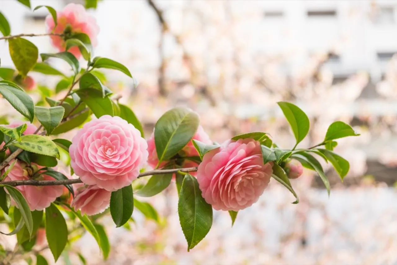 Light pink camellias