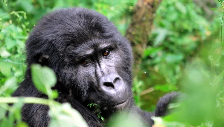 Gorilla in Verunga National Park, Congo