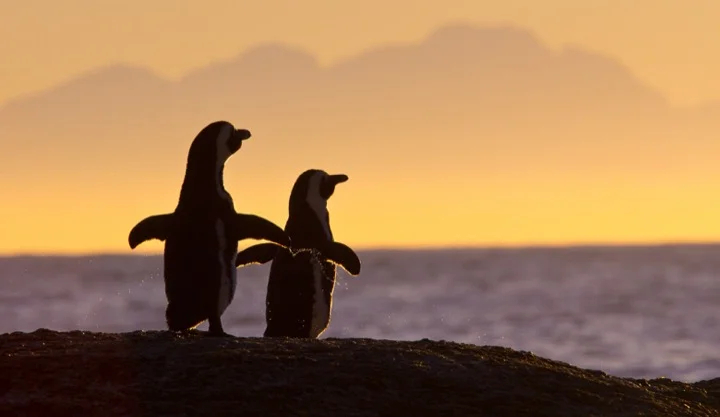 Penguins in Capetown