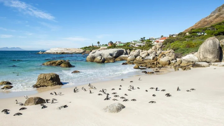 Penguins on Boulder Beach