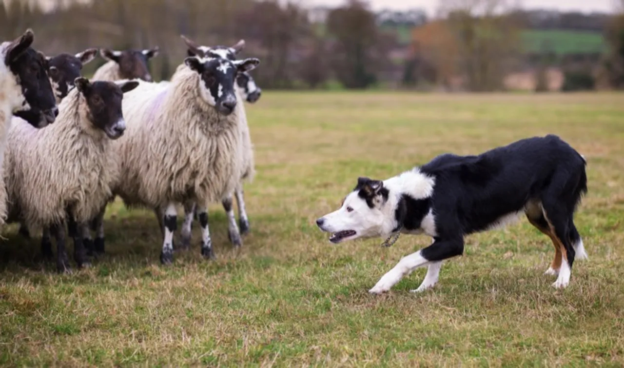 Sheep dog at work in Donegal