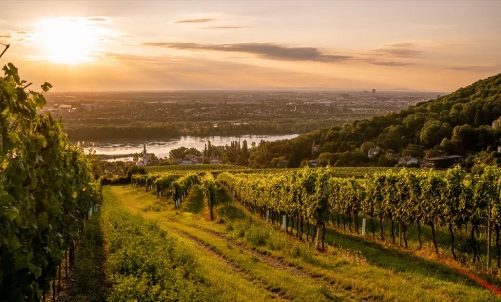 Kahlenbergerdorf winery, overlooking Vienna