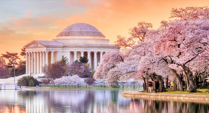 Cherry Blossoms bloom in Washington DC