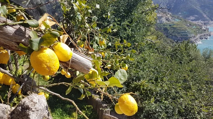 Lemons gleam in the sunshine near Ravello the day following Carmine's tour.