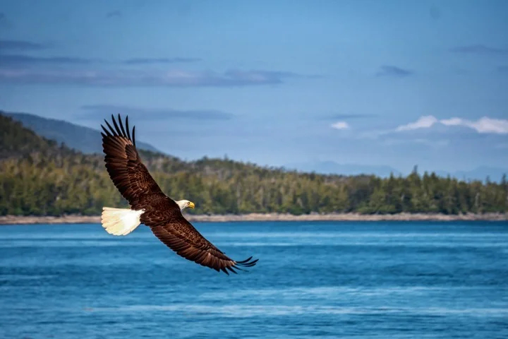 An eagle soars in Ketchikan, Alaska