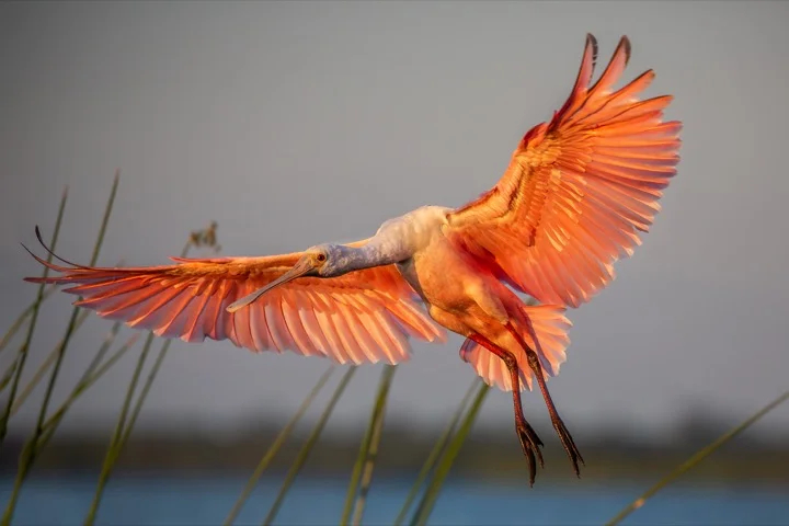 Everglades National Park, Florida