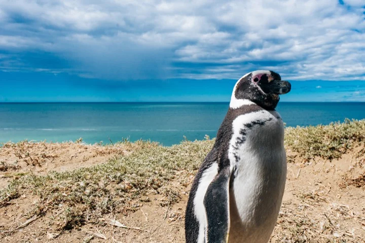 Penguin in Puerto Madryn