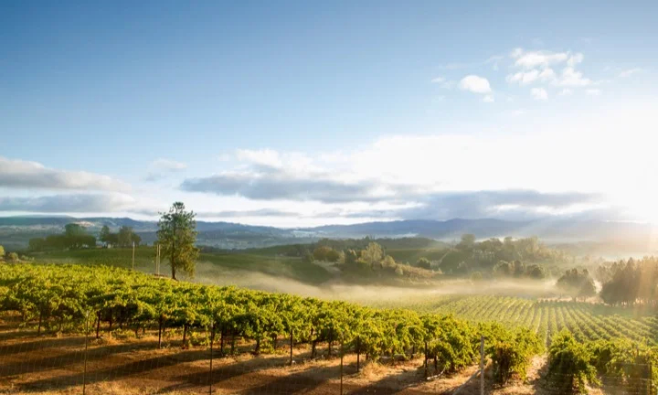 Napa Valley Wine Country