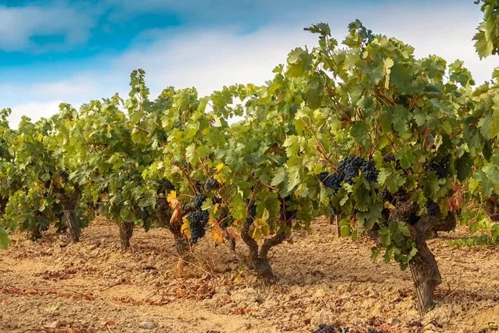 madrid winery