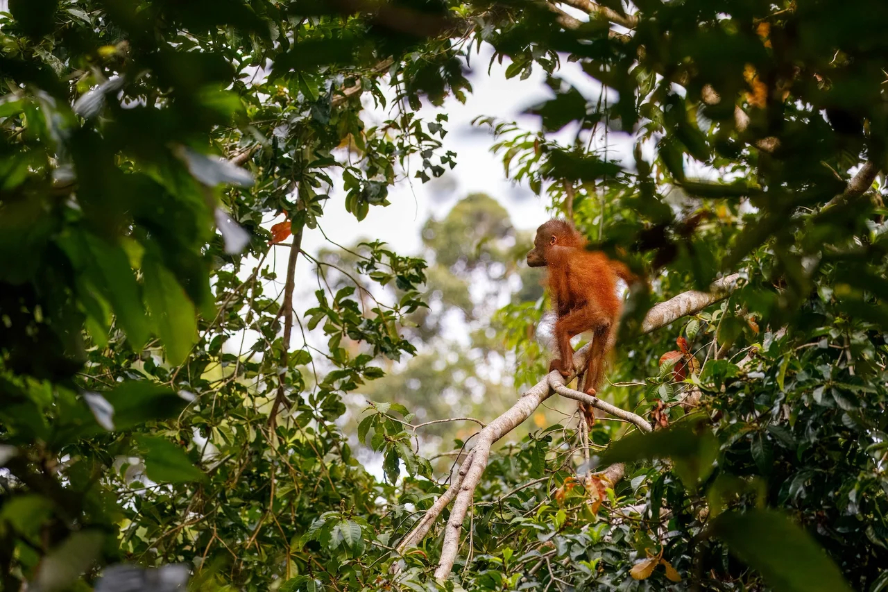 orangutan