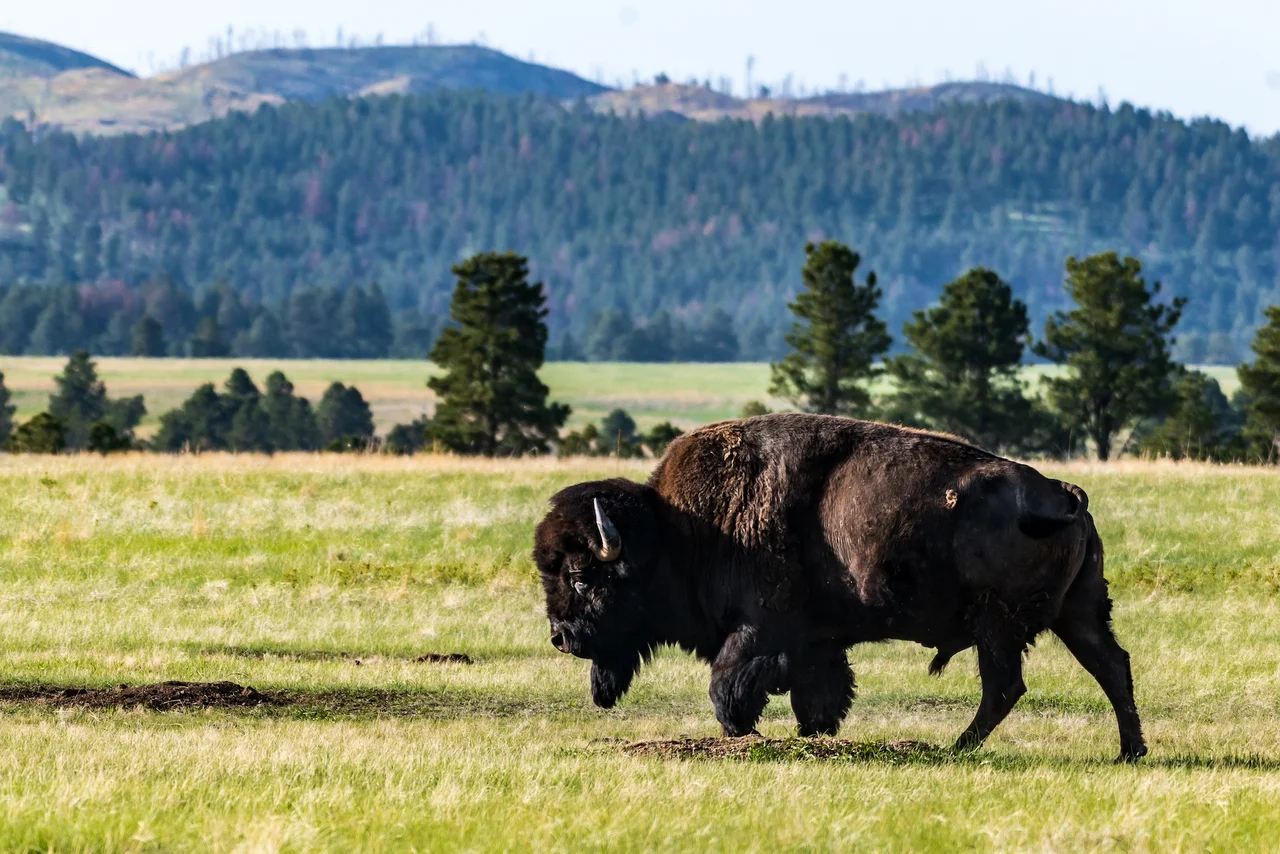 custer