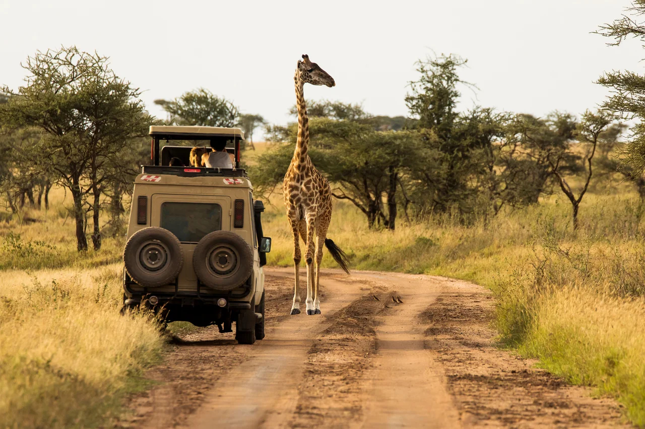 safari giragge