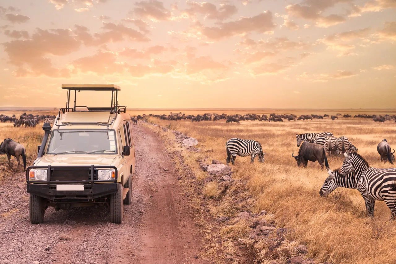 safari zebra