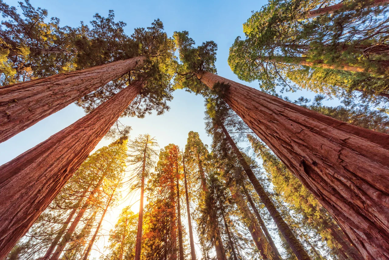 sequoia