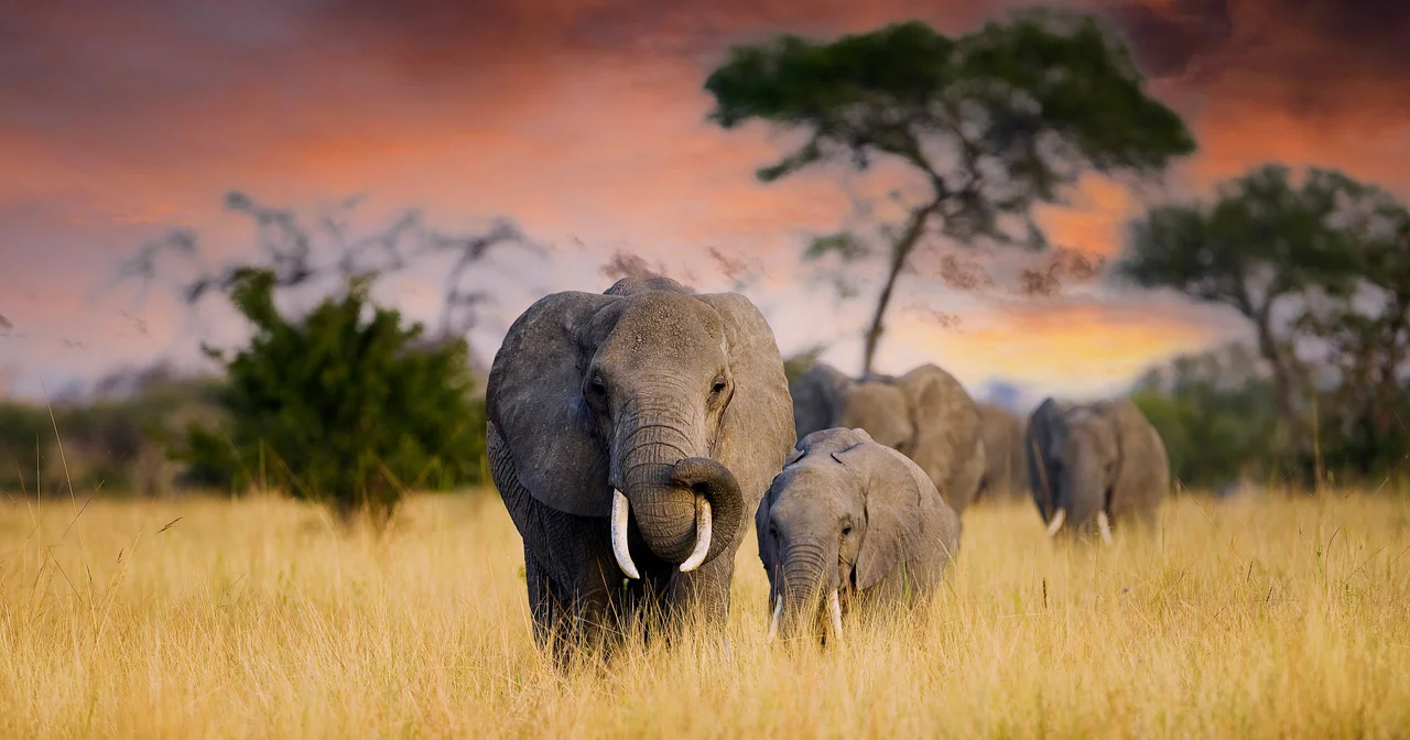 safari elephant