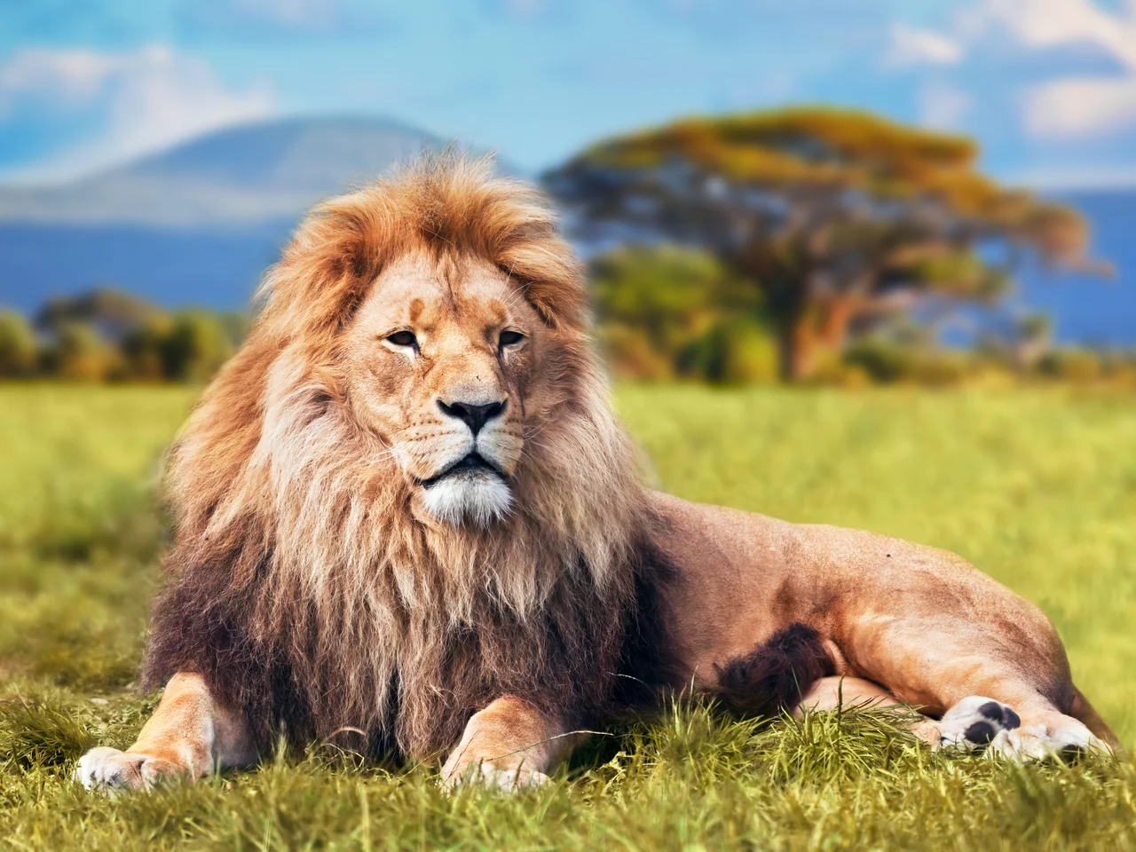 safari lion