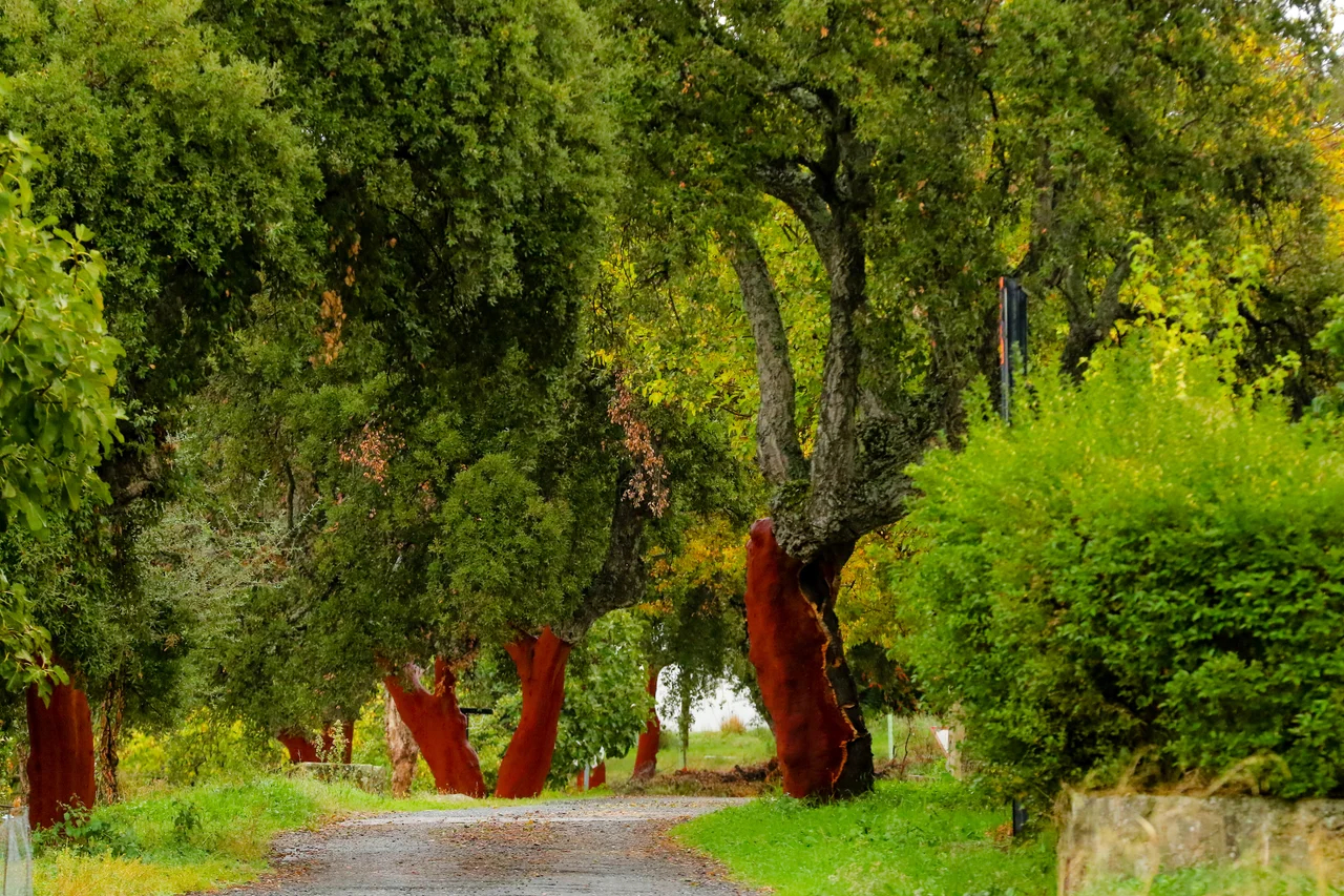 alentejo