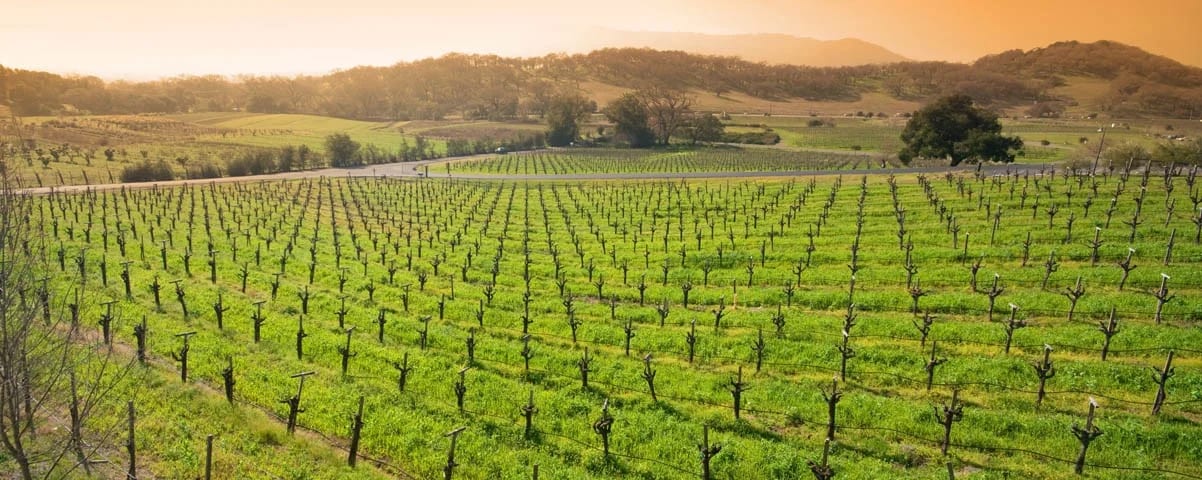 Sonoma