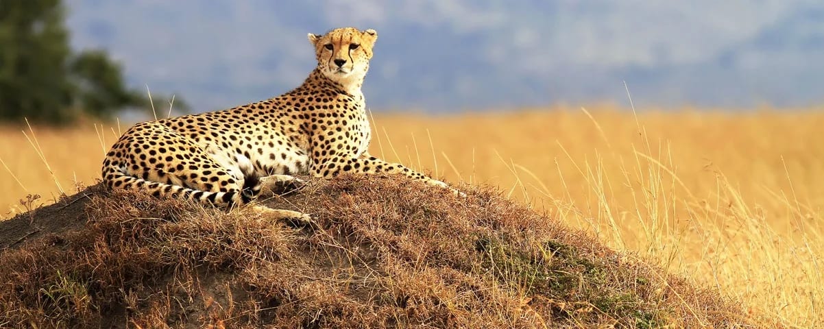Kenya