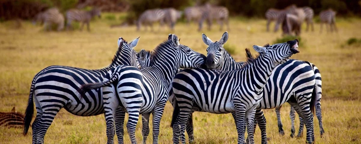 Arusha