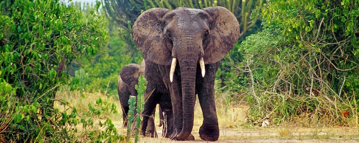 Uganda