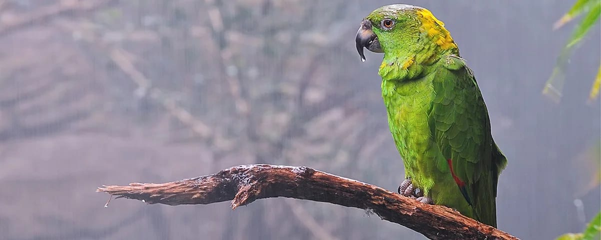 Tegucigalpa