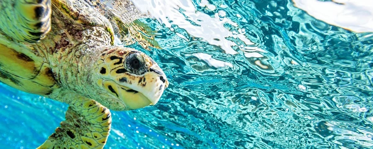 Bahamas